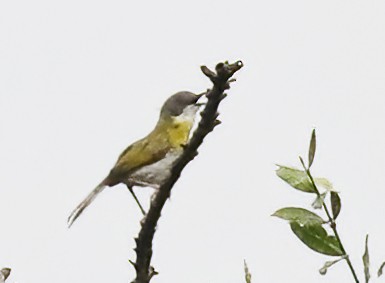 Yellow-breasted Apalis - ML631878715