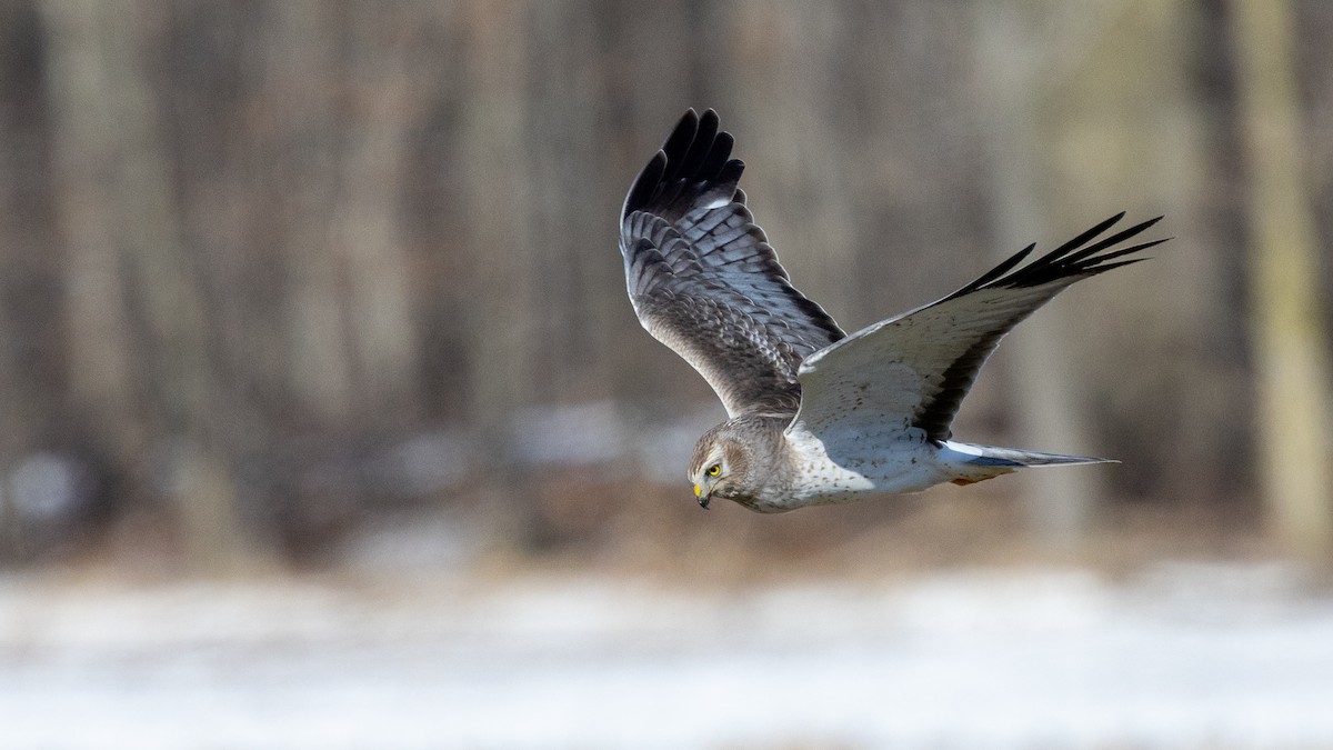 Northern Harrier - Chris Wood