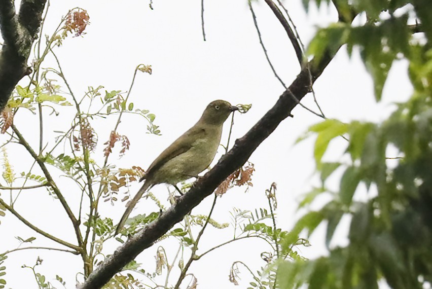 Sombre Greenbul - ML631878783