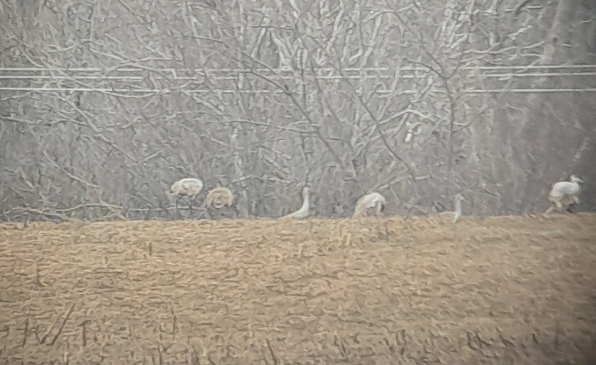 Sandhill Crane - ML631878996