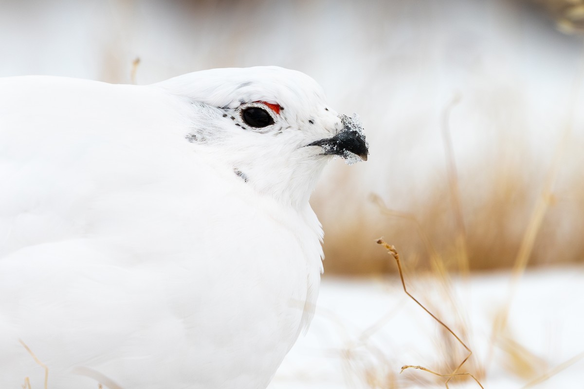White-tailed Ptarmigan - ML631879044