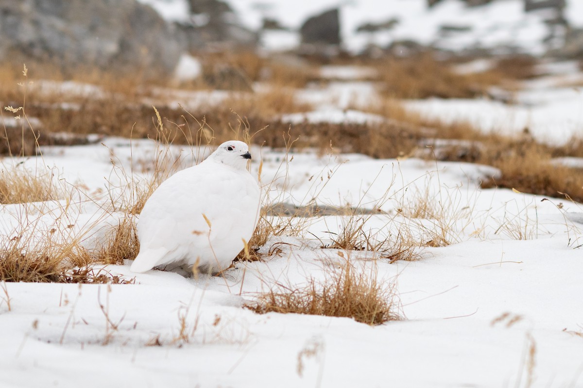 White-tailed Ptarmigan - ML631879045