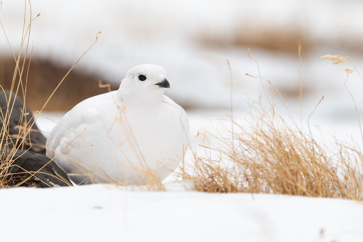 White-tailed Ptarmigan - ML631879046