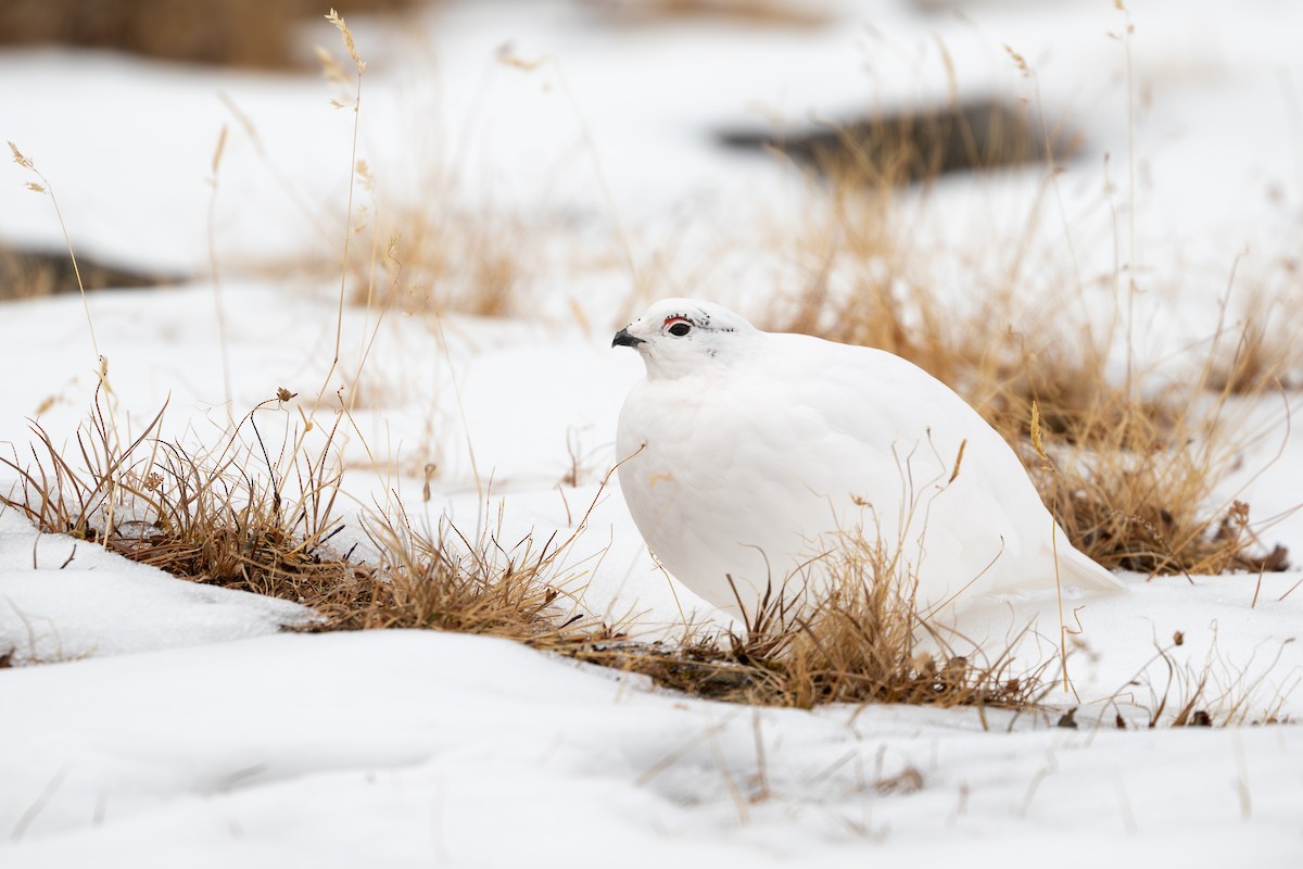 White-tailed Ptarmigan - ML631879048