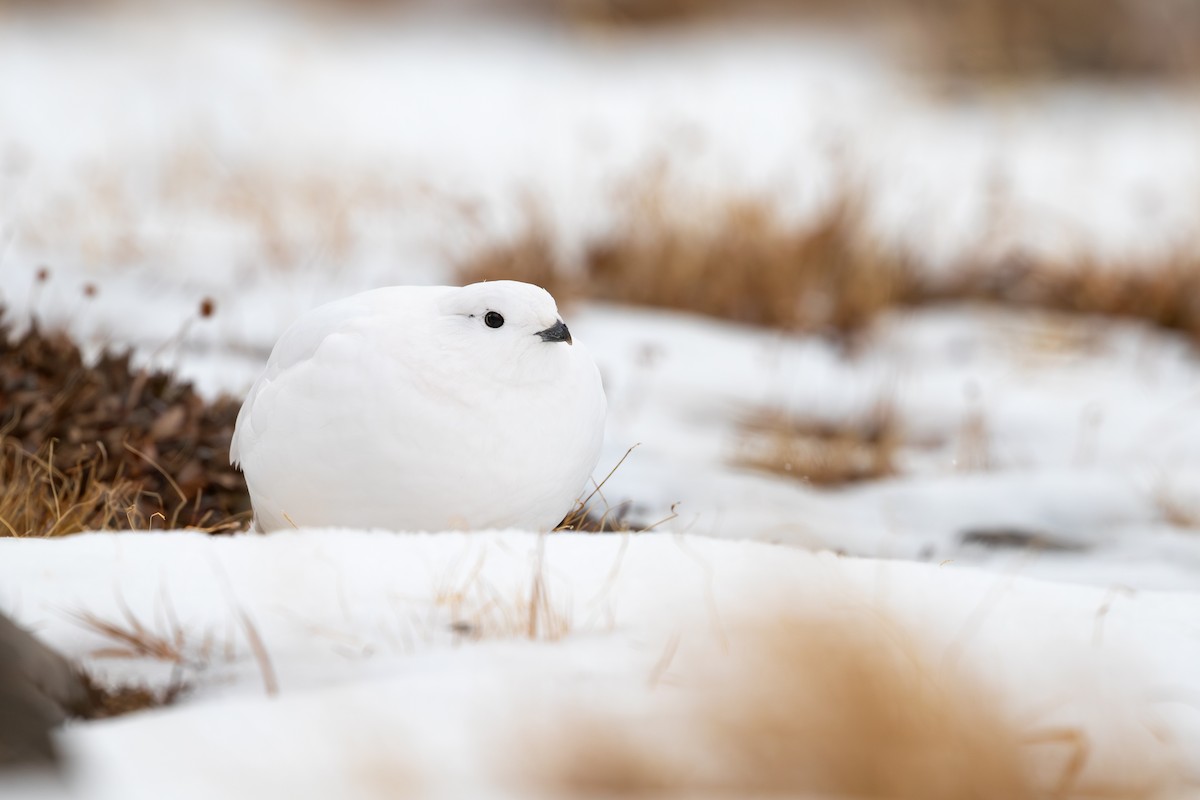 White-tailed Ptarmigan - ML631879049