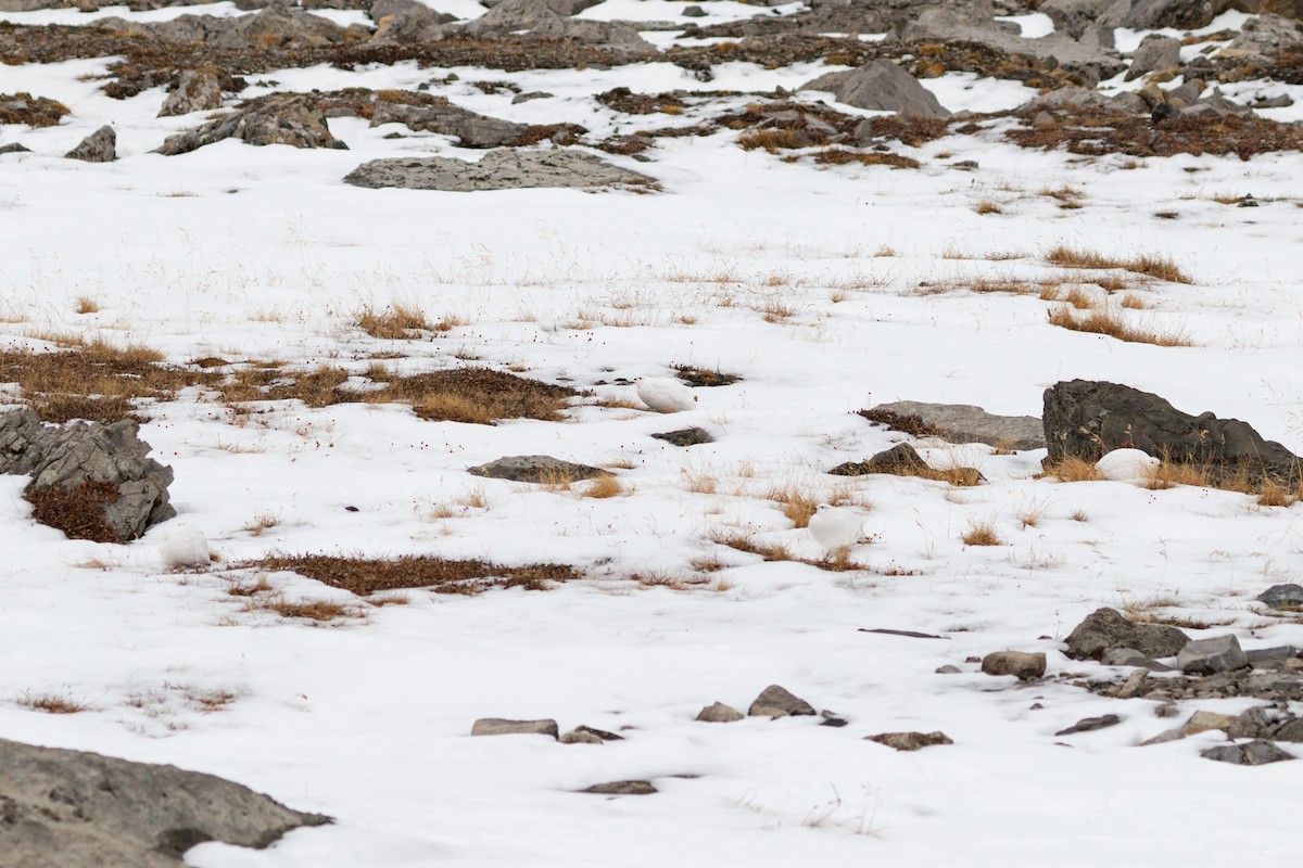 White-tailed Ptarmigan - ML631879050