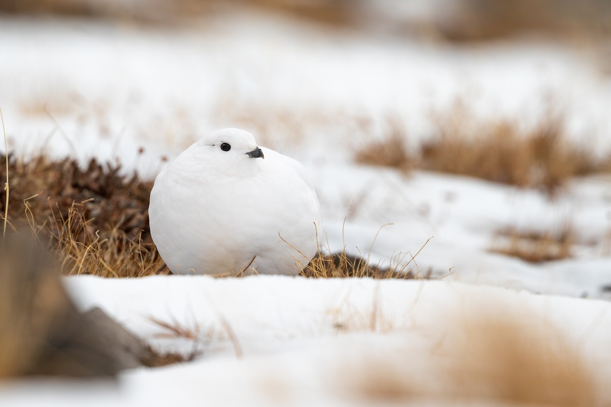 White-tailed Ptarmigan - ML631879051