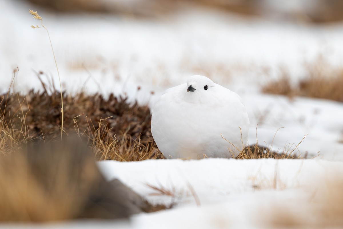 White-tailed Ptarmigan - ML631879052