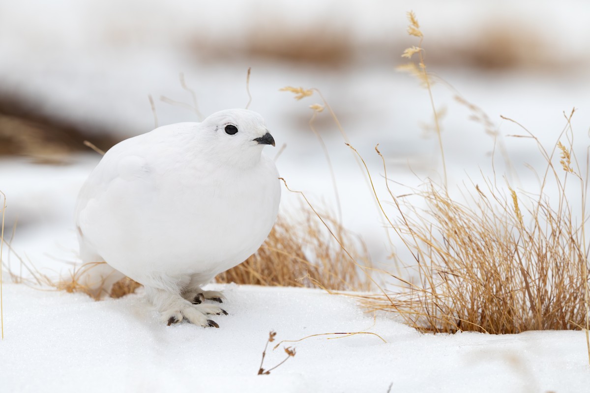 White-tailed Ptarmigan - ML631879053