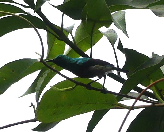 Beautiful Sunbird - ML631879054