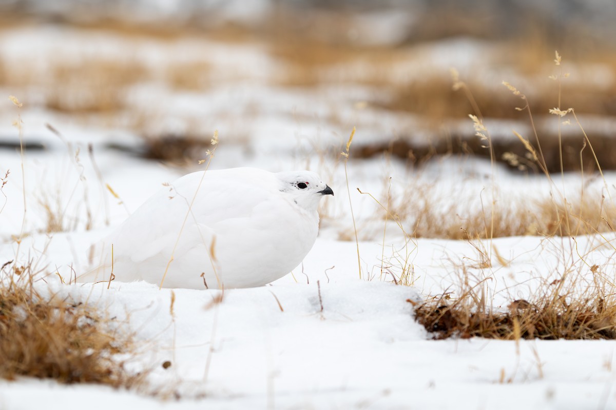 White-tailed Ptarmigan - ML631879055