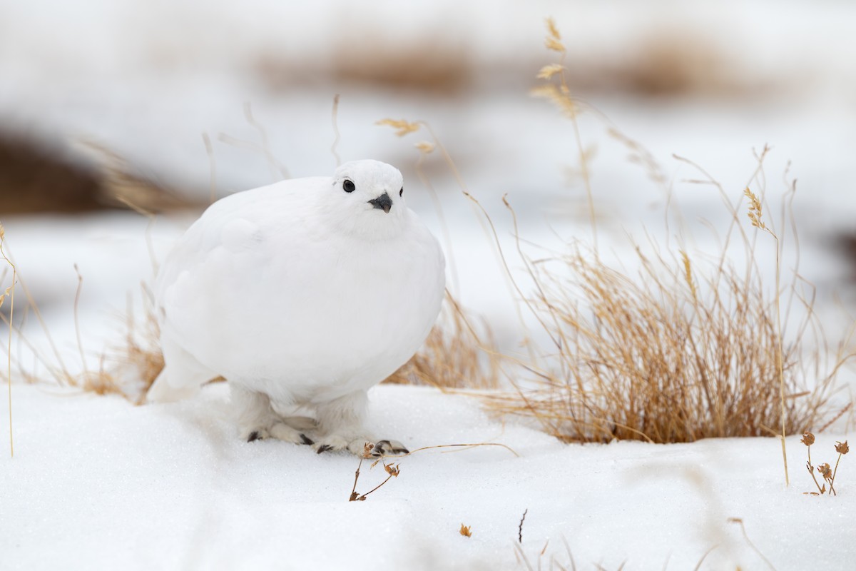 White-tailed Ptarmigan - ML631879056