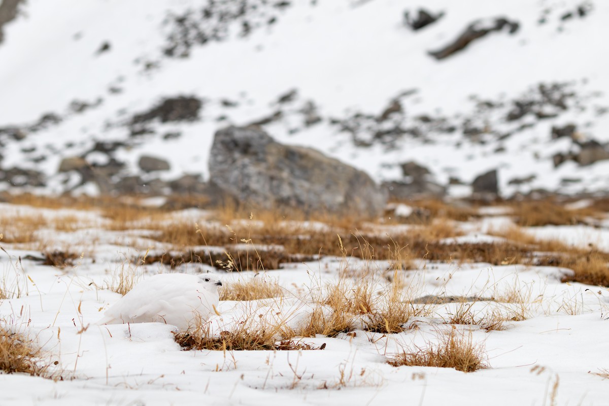 White-tailed Ptarmigan - ML631879060
