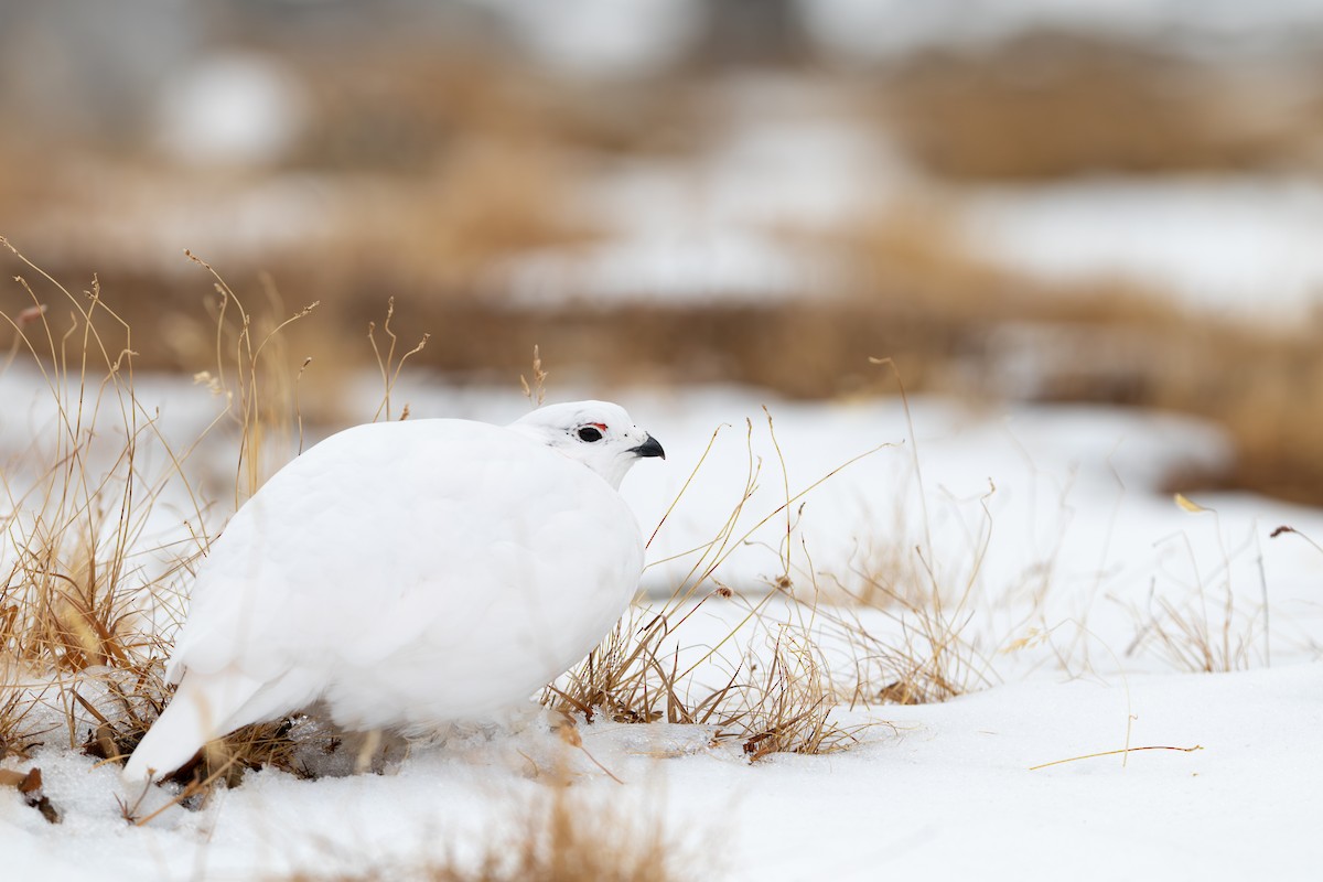White-tailed Ptarmigan - ML631879061