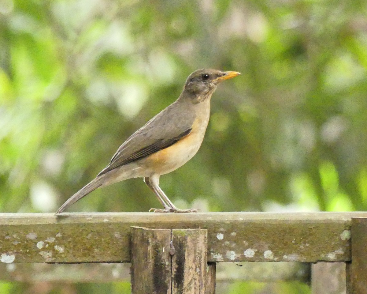 African Thrush - ML631879064