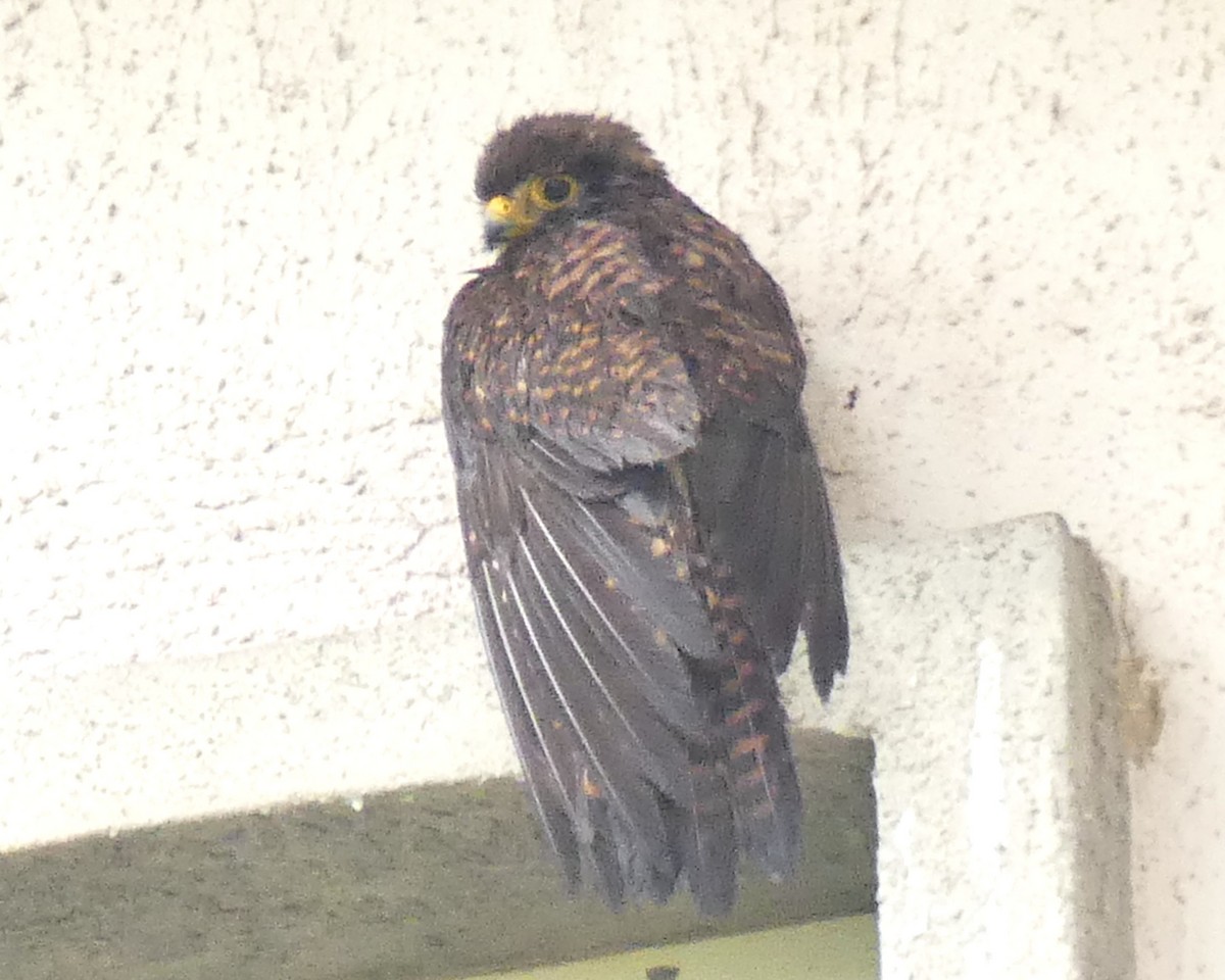 Eurasian Kestrel - ML631879071