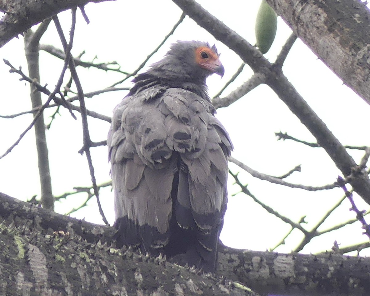 African Harrier-Hawk - ML631879079