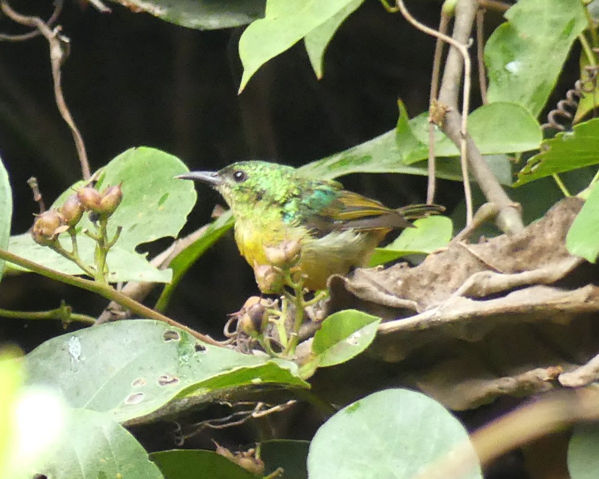 Collared Sunbird - ML631879107