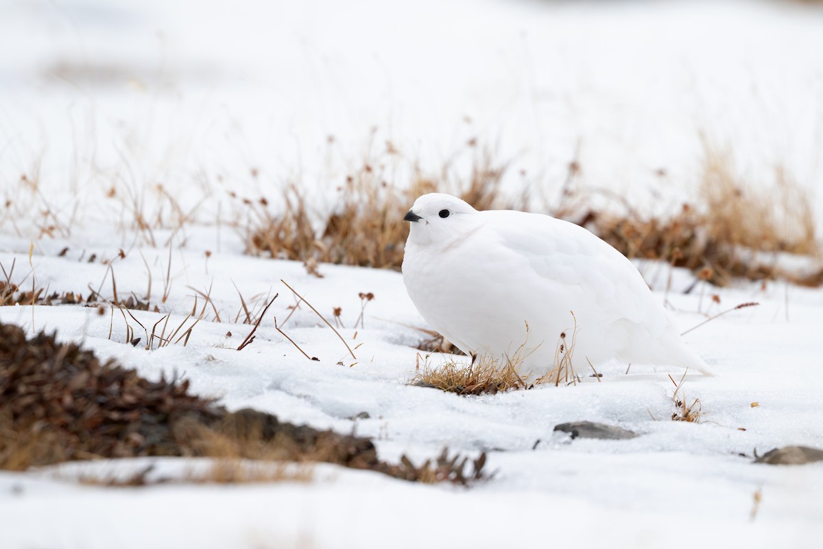White-tailed Ptarmigan - ML631879108