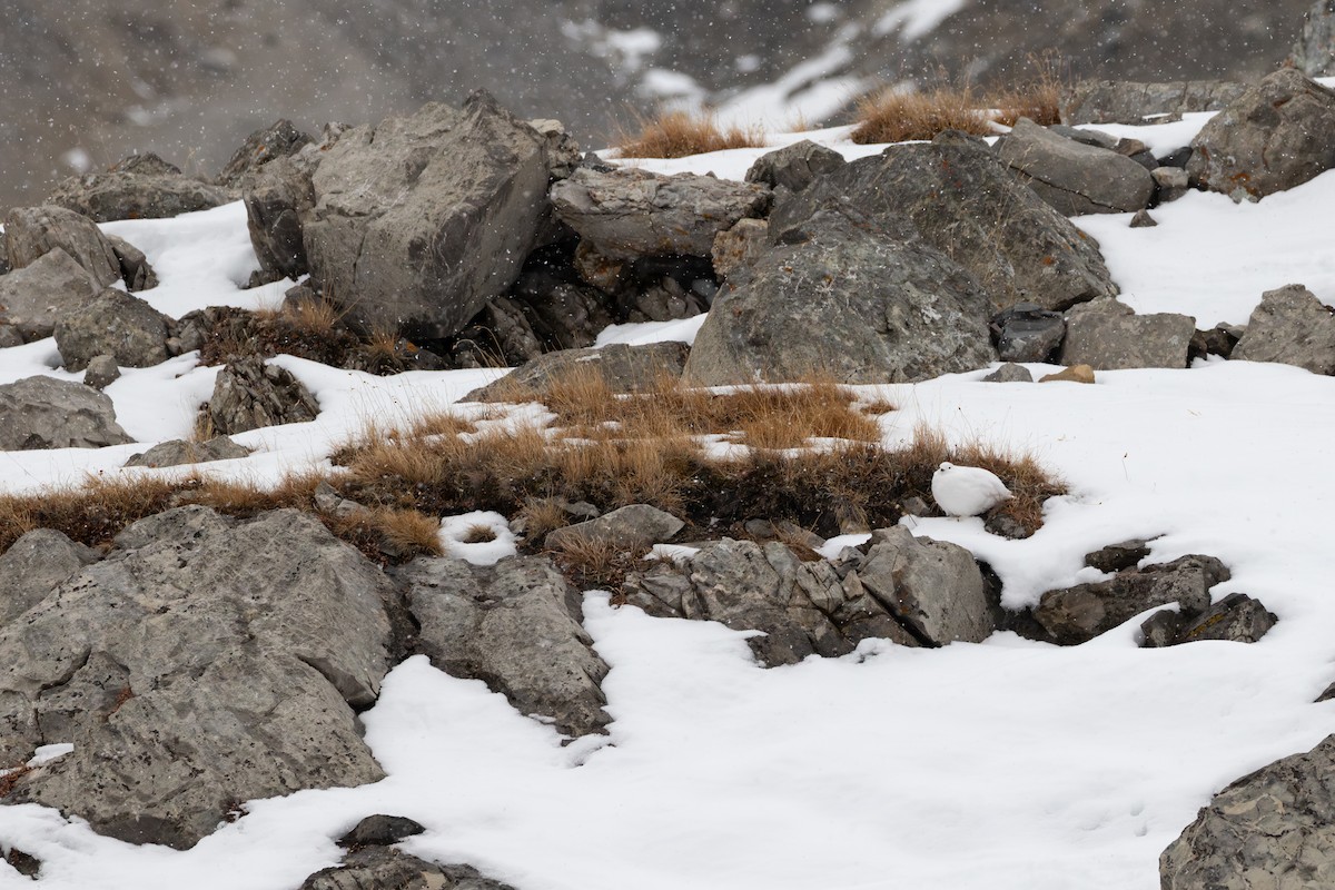 White-tailed Ptarmigan - ML631879109