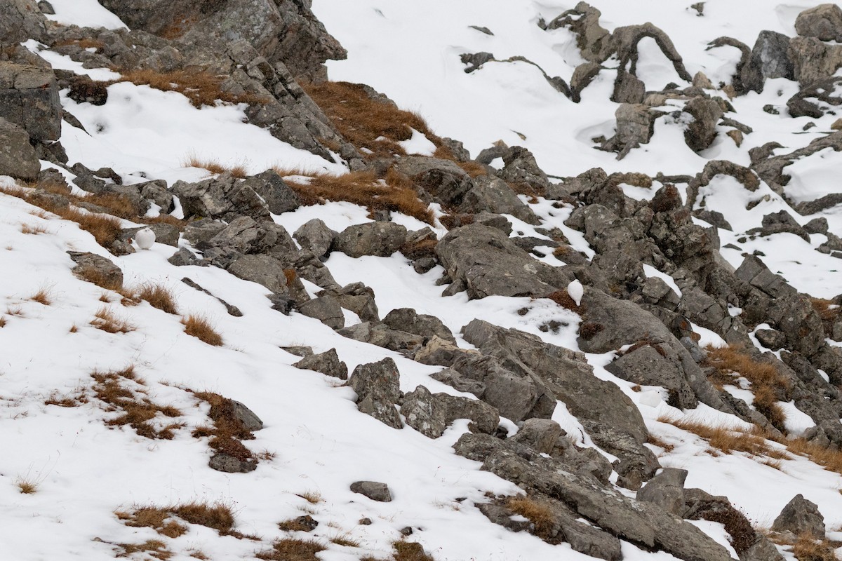 White-tailed Ptarmigan - ML631879110