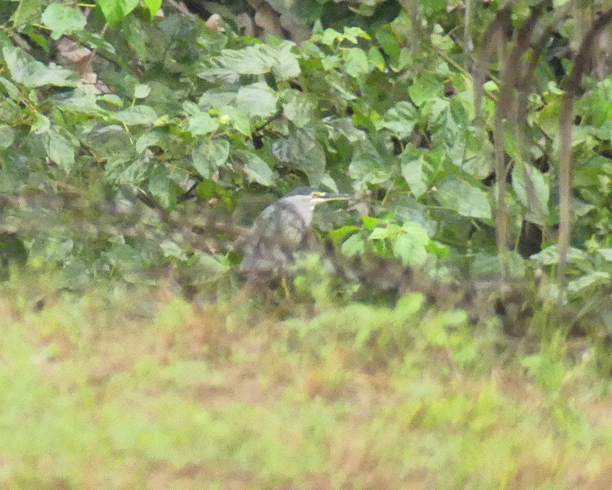 Striated Heron (Old World) - ML631879123