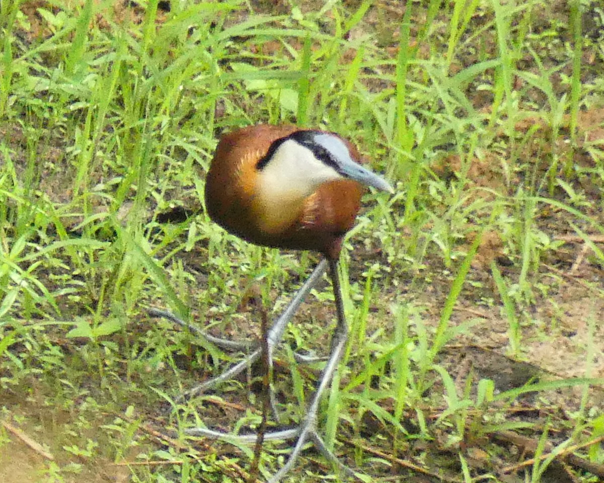 African Jacana - ML631879137