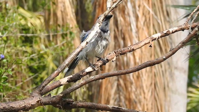 Blue Jay - ML631879139