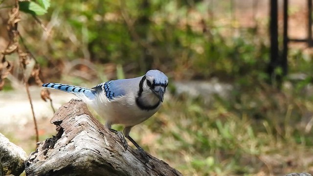 Blue Jay - ML631879146