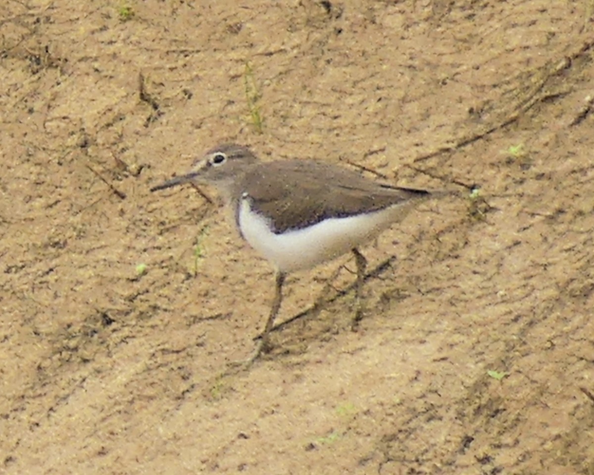 Common Sandpiper - ML631879150