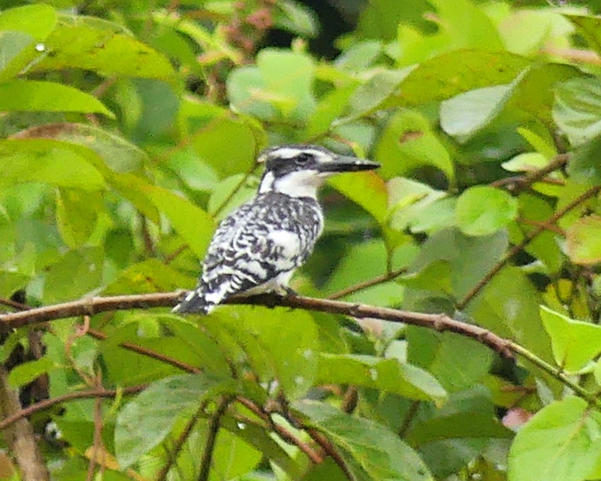 Pied Kingfisher - ML631879172