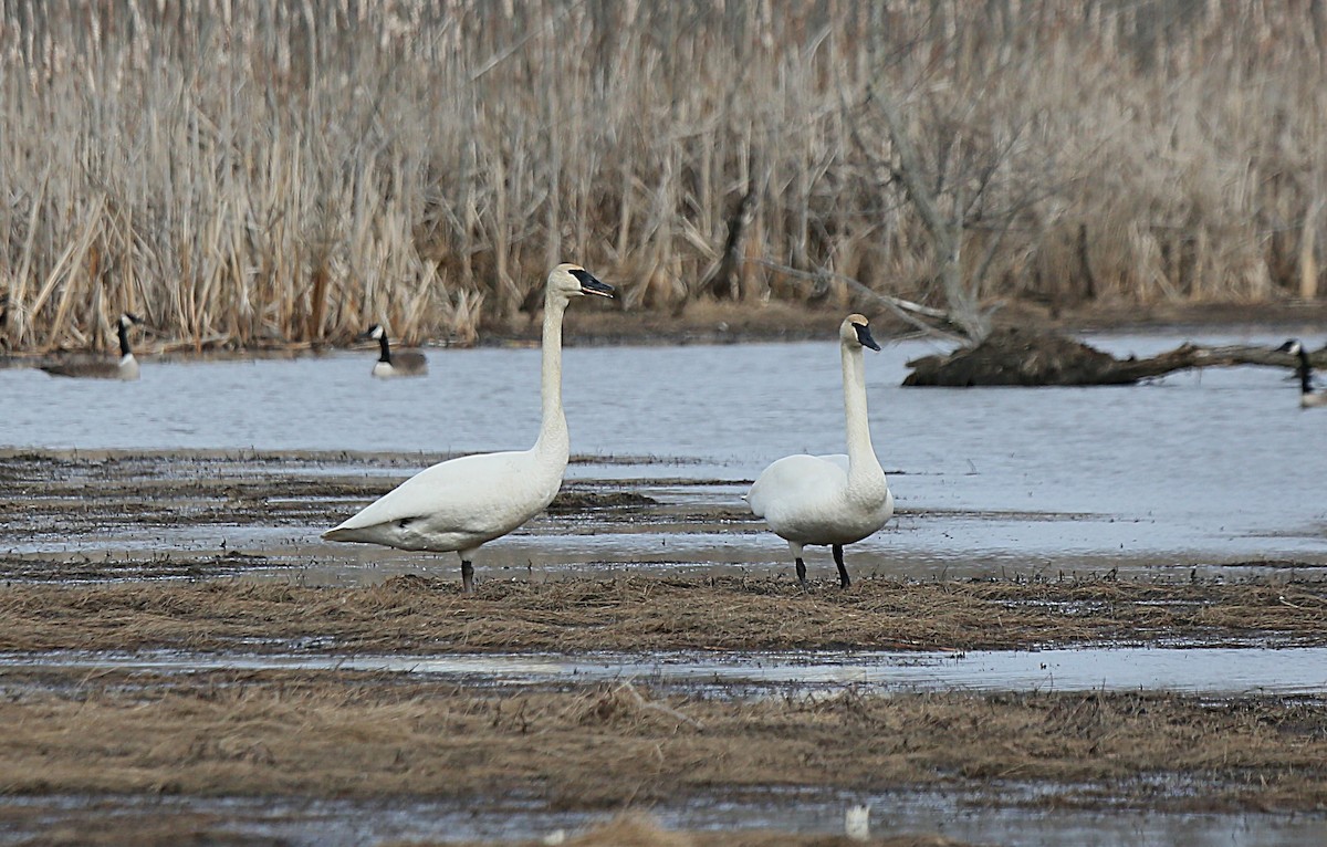 Trumpeter Swan - ML631879245