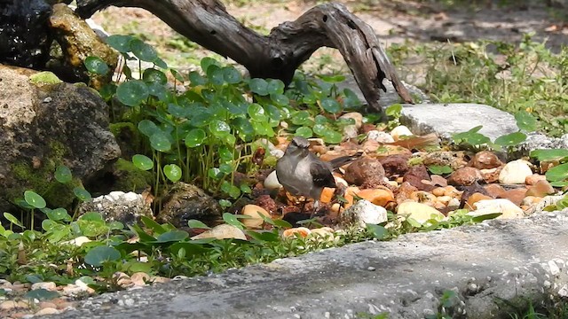 Northern Mockingbird - ML631879366