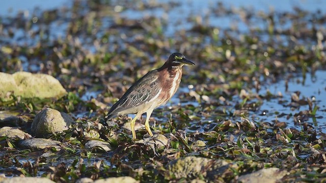 Green Heron - ML631879384