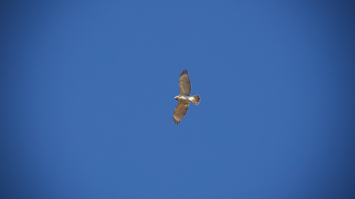 Red-shouldered Hawk - ML631879983