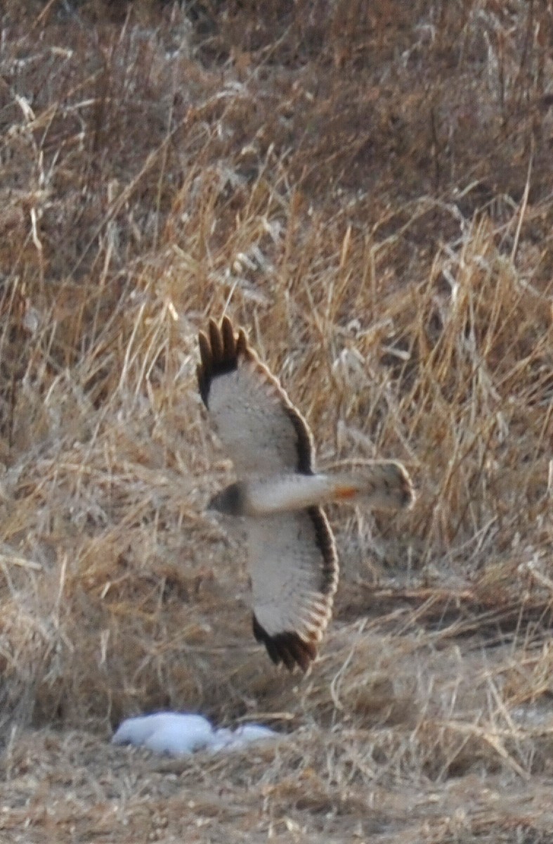 Northern Harrier - ML631880010