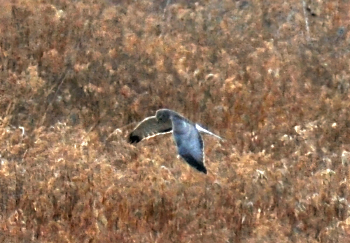 Northern Harrier - ML631880013