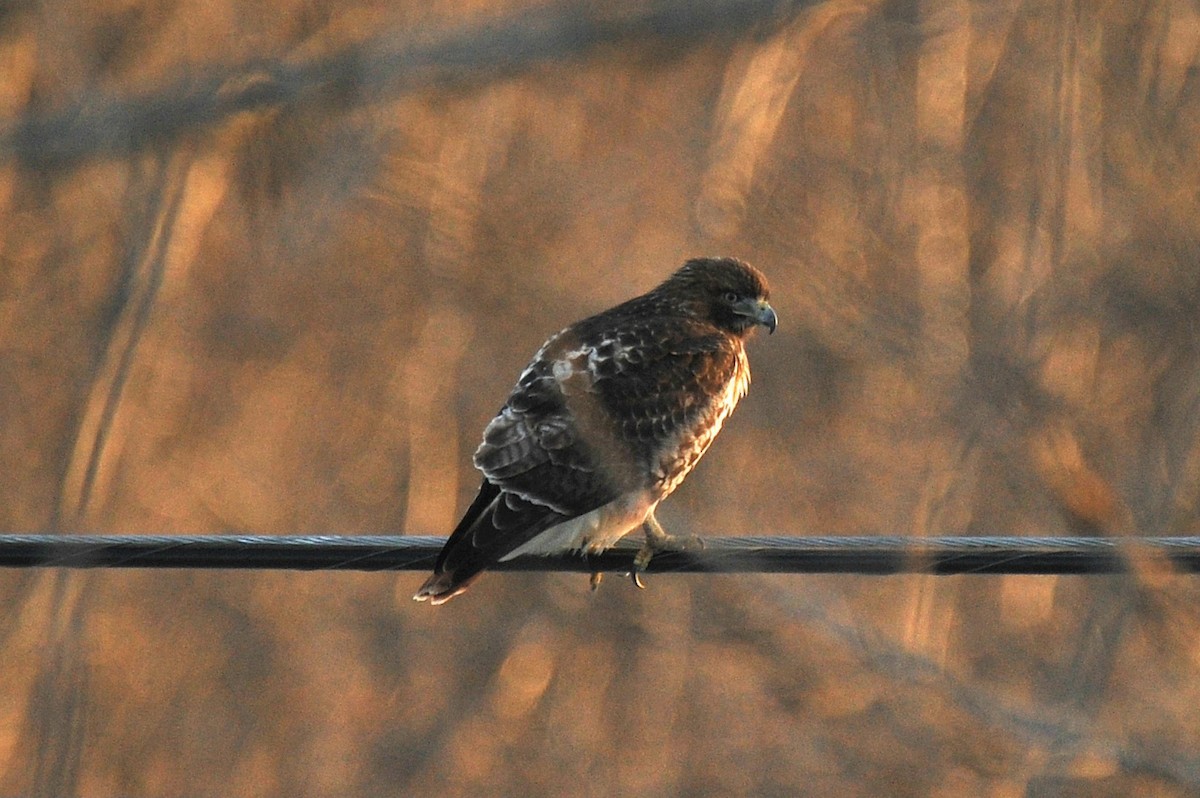 Red-tailed Hawk - ML631880026