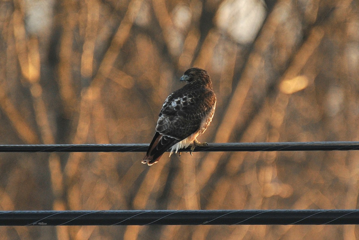 Red-tailed Hawk - ML631880027
