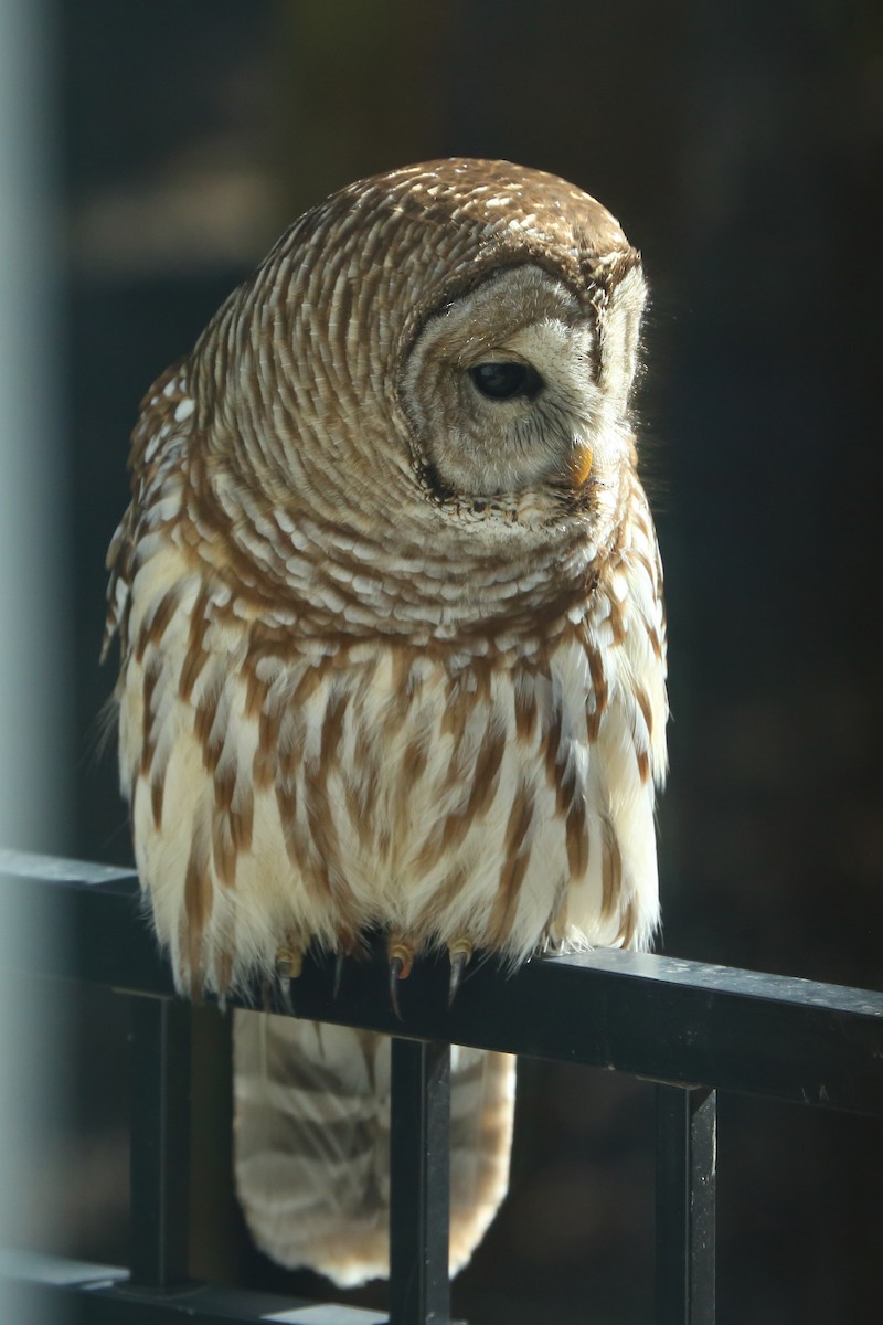 Barred Owl - ML631880050