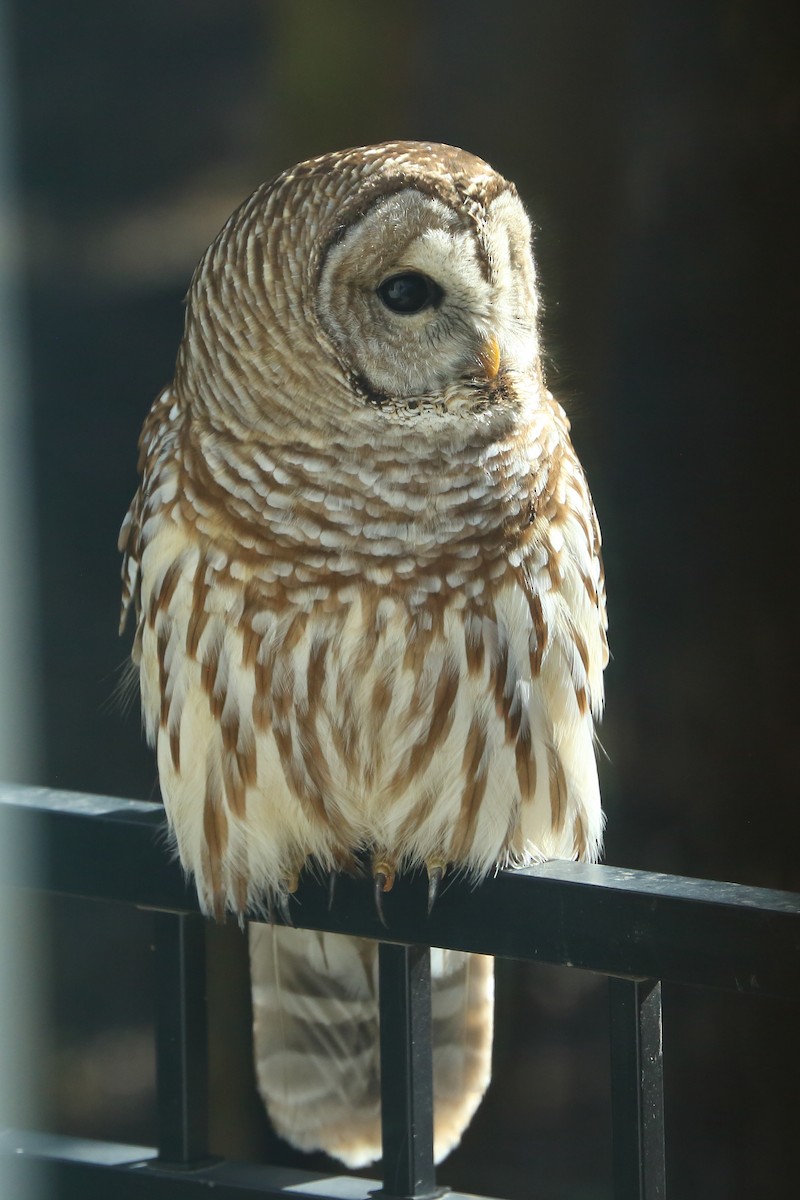Barred Owl - ML631880051