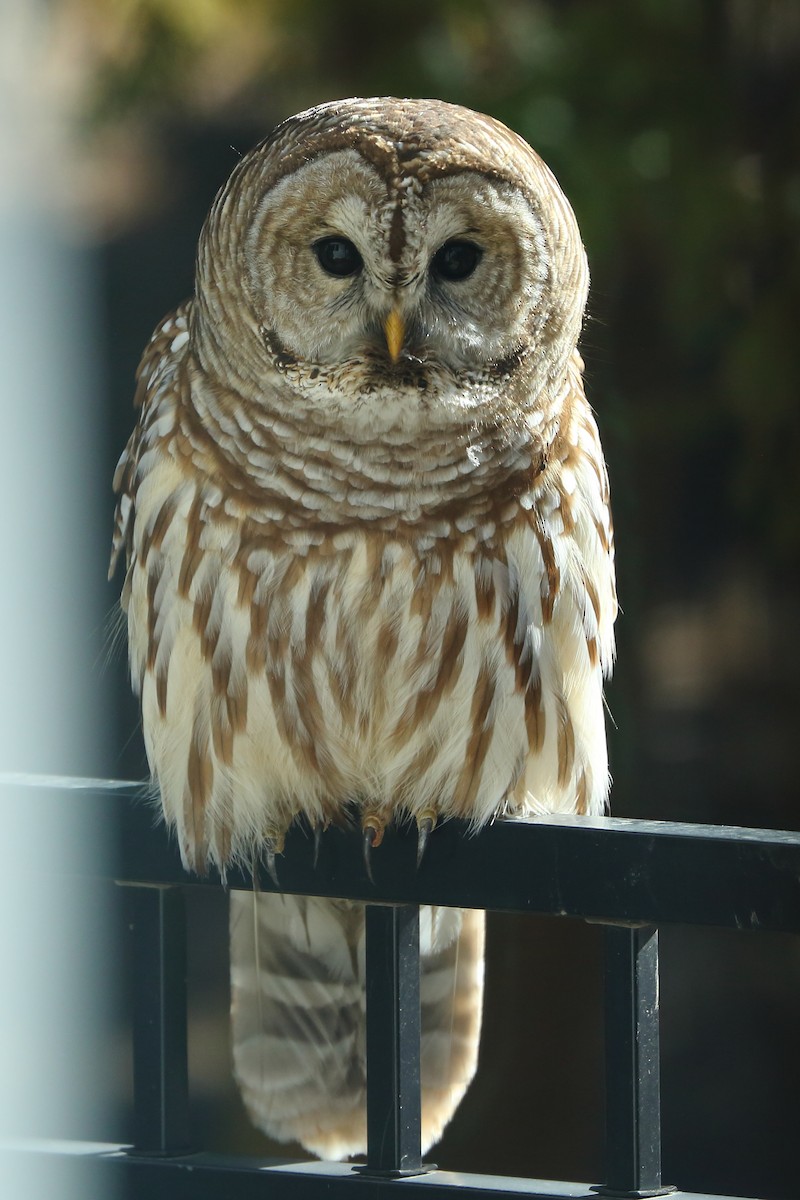 Barred Owl - ML631880052