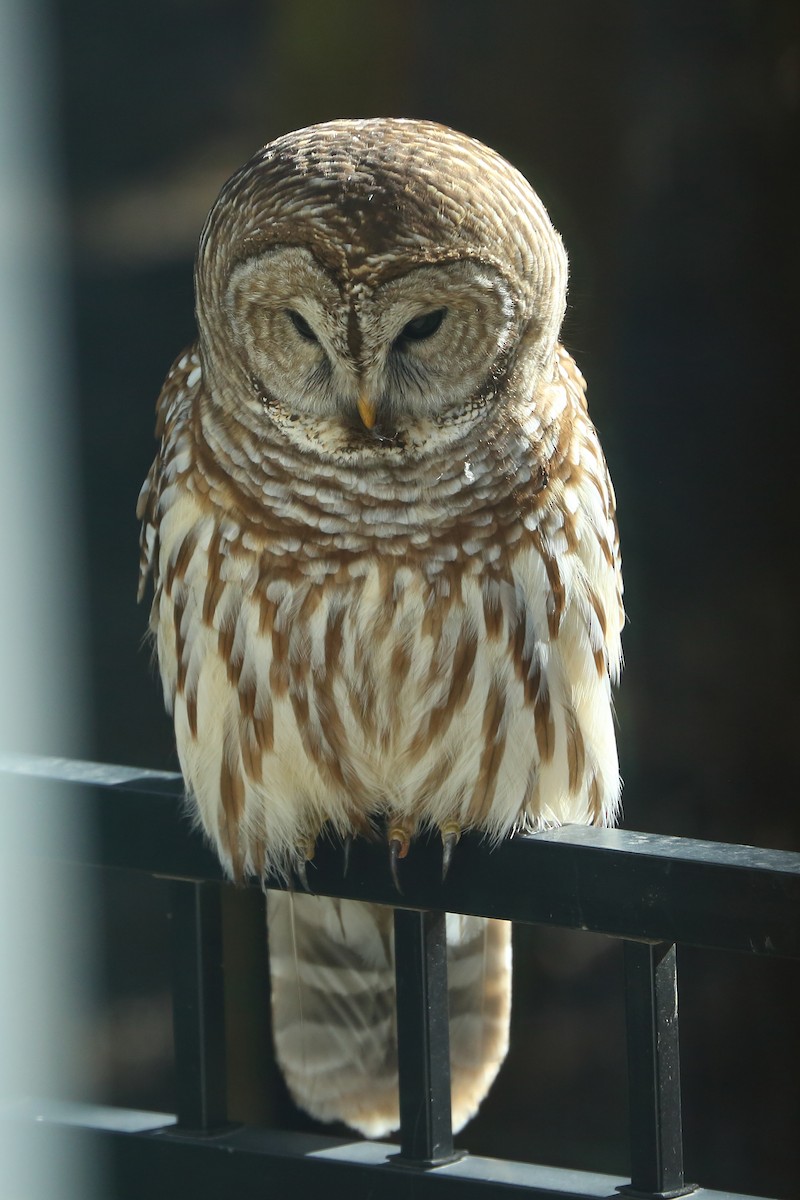 Barred Owl - ML631880053
