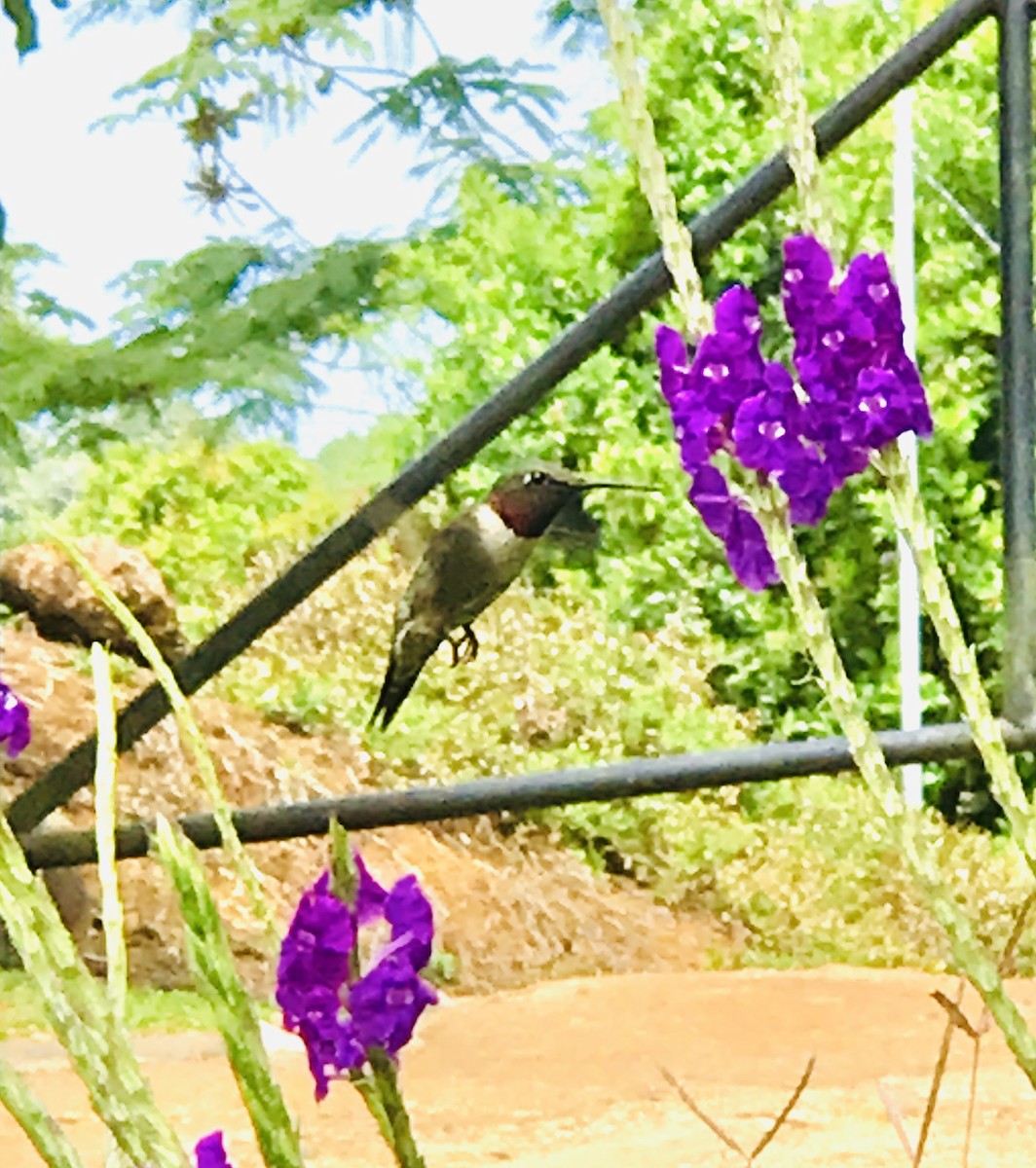 Ruby-throated Hummingbird - ML631880196