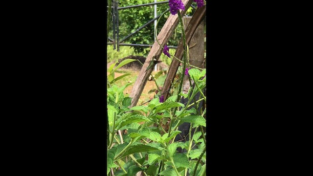 Ruby-throated Hummingbird - ML631880201