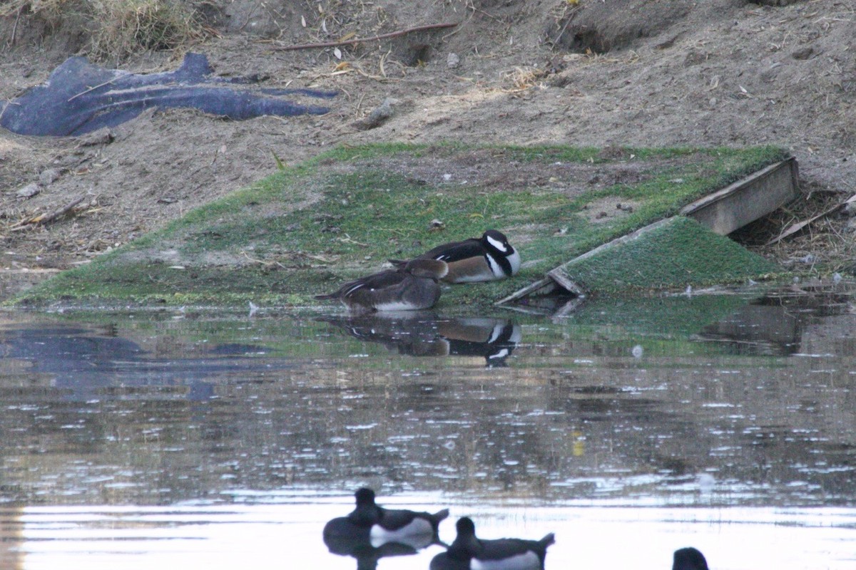 Hooded Merganser - ML631880215