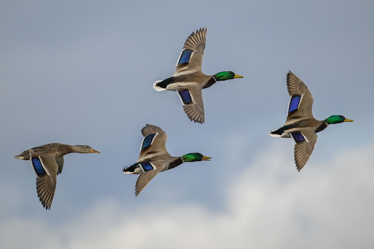 Mallard - ML631880258