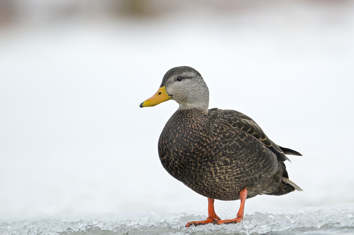 American Black Duck - ML631880263