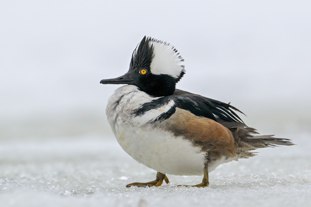 Hooded Merganser - ML631880273