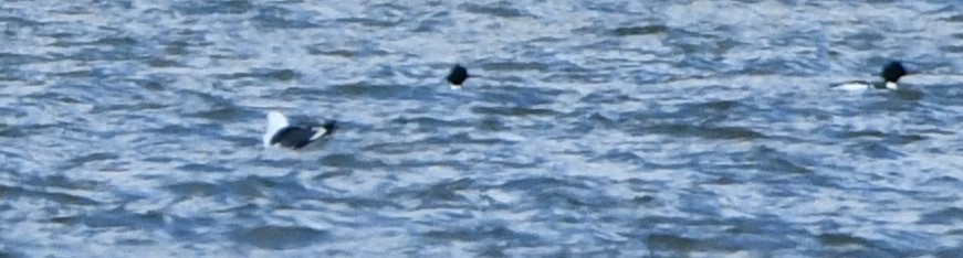 Lesser Black-backed Gull - ML631880302